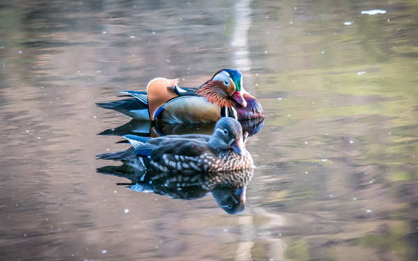 Mandarin ducks in the water Stock Photo