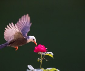 Mercerized starling Stock Photo