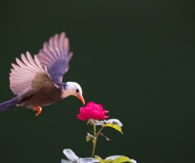 Mercerized starling Stock Photo