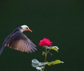 Mercerized starling and flowers Stock Photo