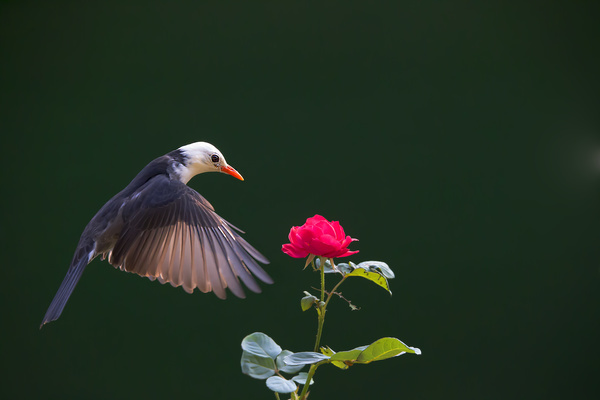 Mercerized starling and flowers Stock Photo
