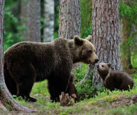 Mother and child black bear Stock Photo