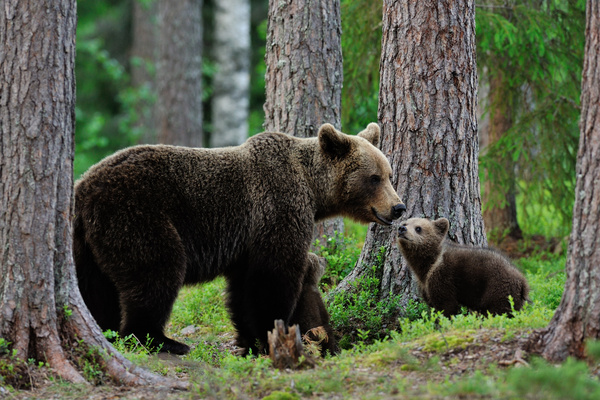 Mother and child black bear Stock Photo