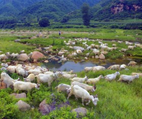 Mountain shepherd Stock Photo