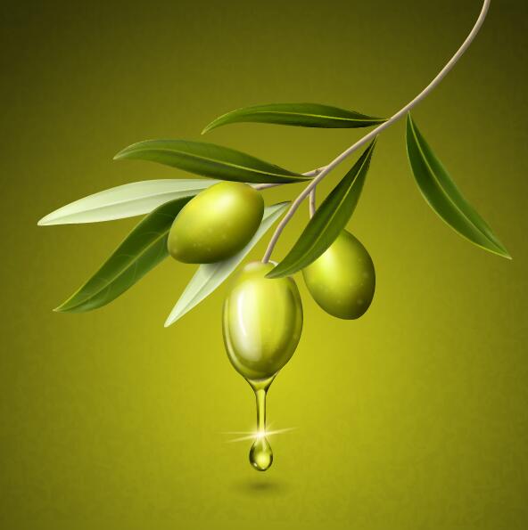 Olive with leaves and olive oil drop vector