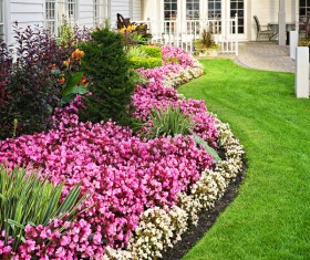 Open flowers in front of the window Stock Photo