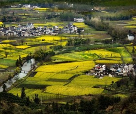 Overlooking rape fields Stock Photo