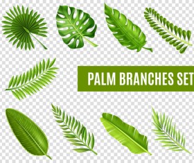 Palm branches leaves vector