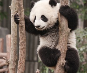 Panda climbing a tree HD picture