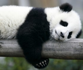 Panda sleeping on a tree trunk Stock Photo