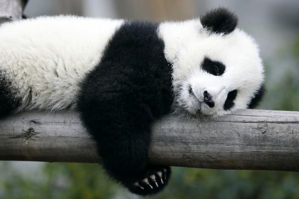 Panda sleeping on a tree trunk Stock Photo