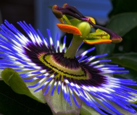Passion flower close-up shots Stock Photo