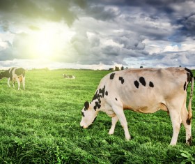 Pasture stocked cows Stock Photo 01