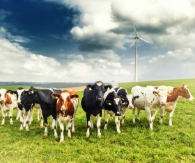 Pasture stocked cows Stock Photo 02
