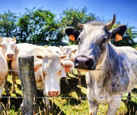 Pasture stocked cows Stock Photo 03