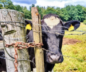 Pasture stocked cows Stock Photo 04