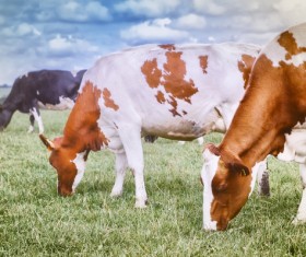 Pasture stocked cows Stock Photo 05