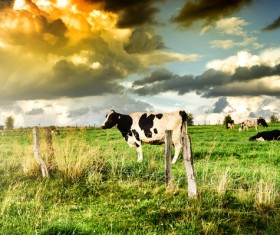 Pasture stocked cows Stock Photo 06