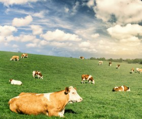 Pasture stocked cows Stock Photo 07