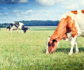 Pasture stocked cows Stock Photo 08