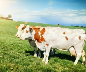 Pasture stocked cows Stock Photo 09