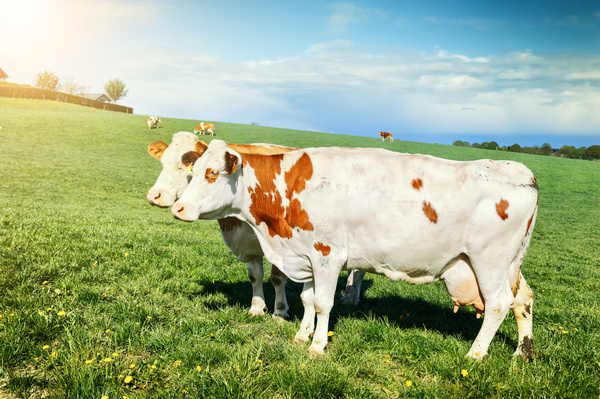 Pasture stocked cows Stock Photo 09 free download