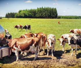 Pasture stocked cows Stock Photo 10
