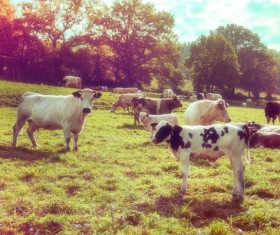 Pasture stocked cows Stock Photo 11