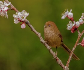 Peach tree brown head Parrotbill Stock Photo