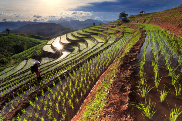 Photographer with terraced fields Stock Photo