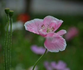Pink corn poppy Stock Photo