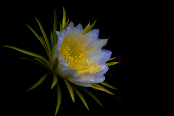 Pitaya flower HD picture