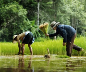 Planted rice Stock Photo