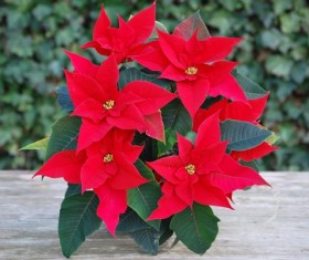 Poinsettia Stock Photo
