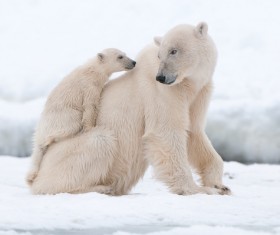 Polar bear mother and child on the ice Stock Photo