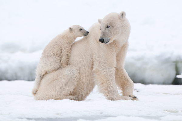 Polar bear mother and child on the ice Stock Photo