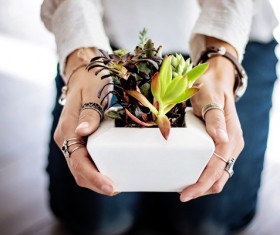 Potted succulents Stock Photo