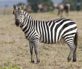 Prairie Zebra Stock Photo