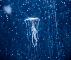 Pretty jellyfish Stock Photo 01