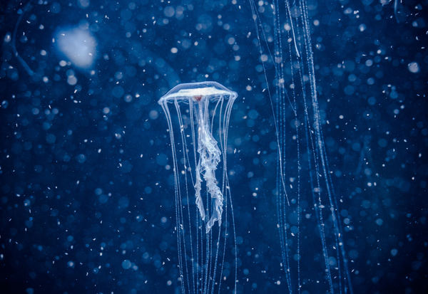 Pretty jellyfish Stock Photo 01