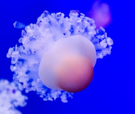 Pretty jellyfish Stock Photo 02