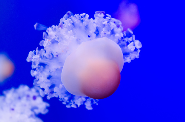 Pretty jellyfish Stock Photo 02