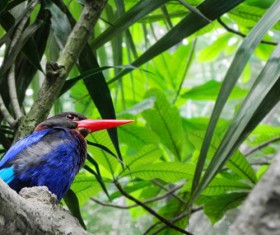 Pretty red-headed bird Stock Photo