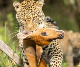 Prey the cheetah Stock Photo 04
