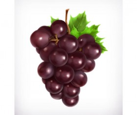 Realistic purple grapes vector material