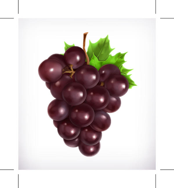 Realistic purple grapes vector material