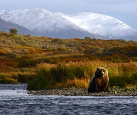 River Grizzlies Stock Photo