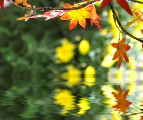 River red maple leaves Stock Photo