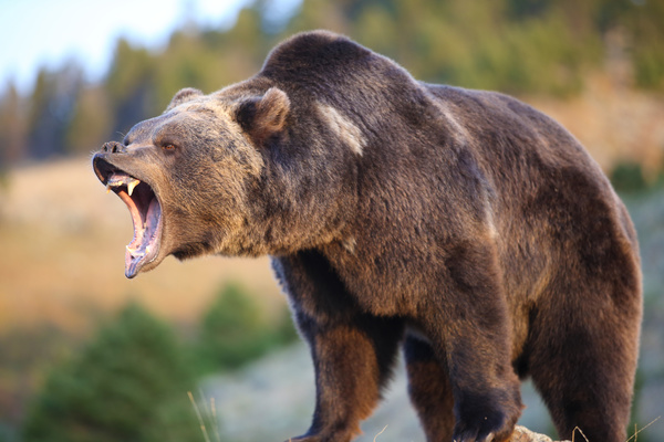 Roar of the male bear Stock Photo