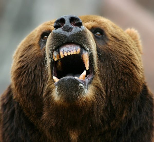 Roaring bear Stock Photo